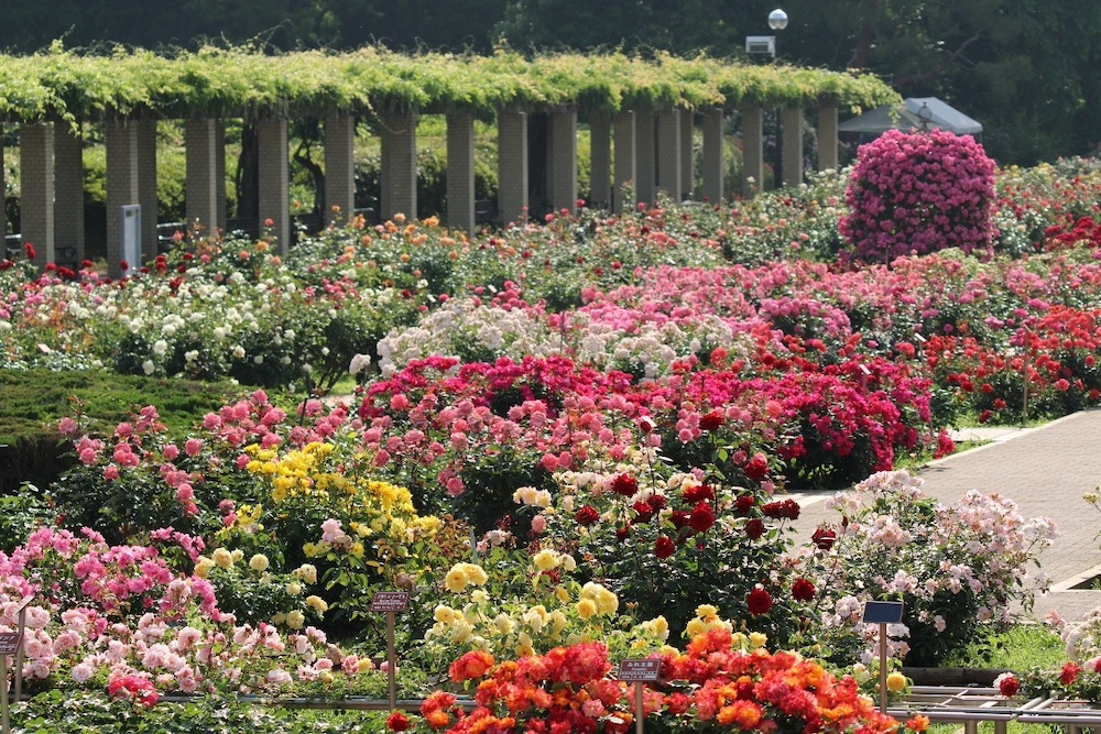 神代植物公園「春のバラフェスタ」