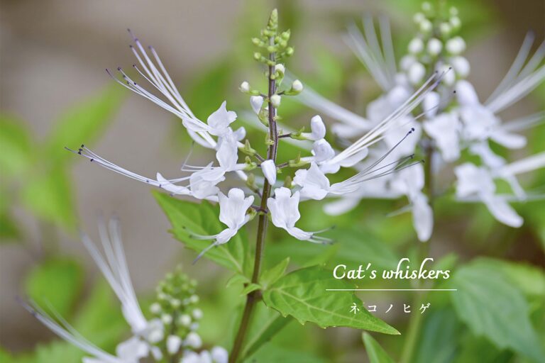 「猫のヒゲ」みたいな花があるって本当？ ふわふわ可愛いネコノヒゲの育て方