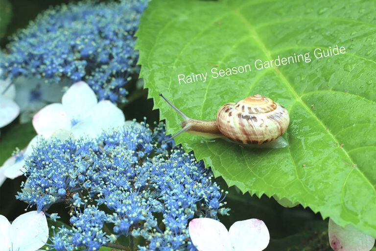 【放置NG】梅雨に植物が枯れる⁉︎ 今すぐやるべきガーデニング対策10選