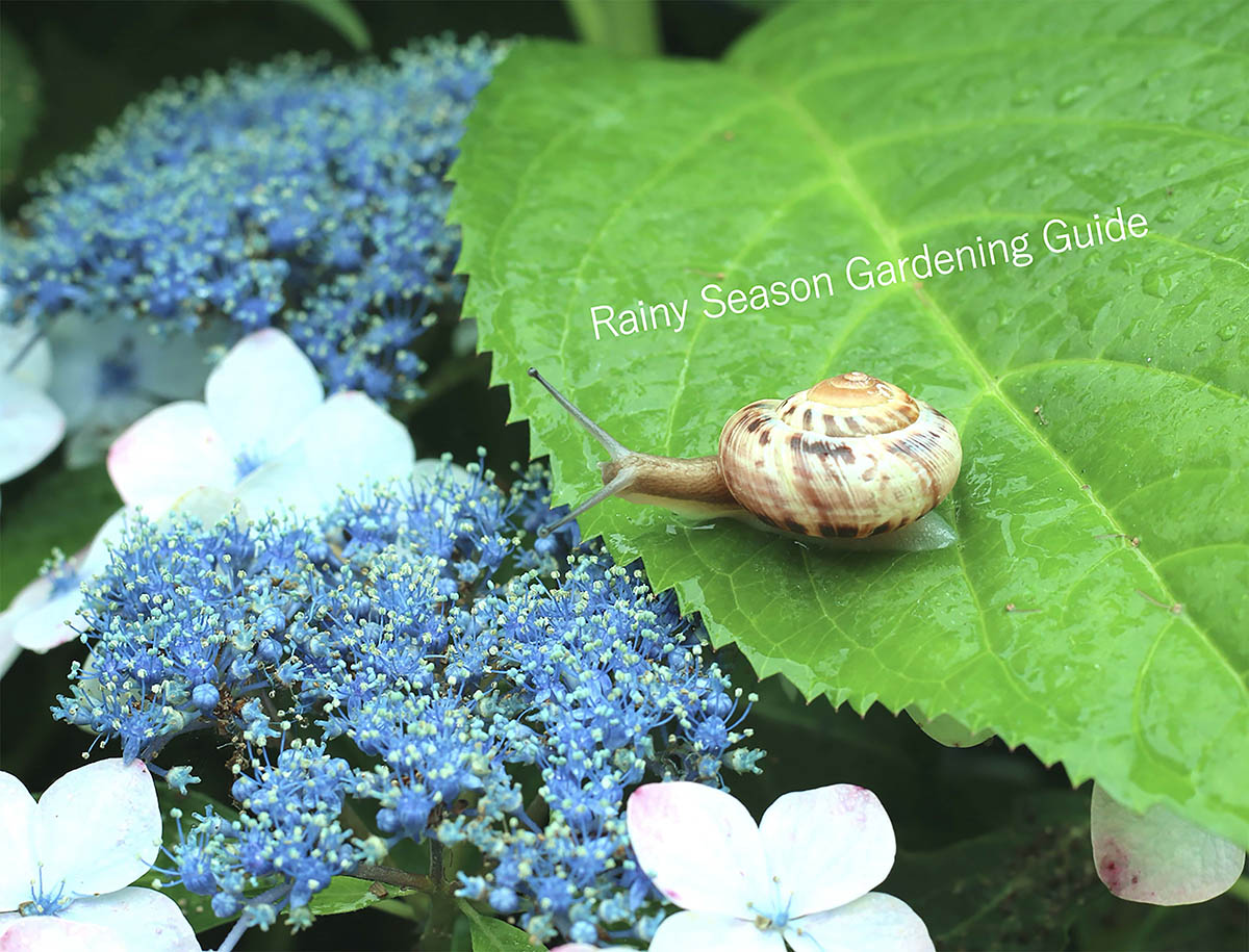 【放置NG】梅雨に植物が枯れる⁉︎ 今すぐやるべきガーデニング対策10選
