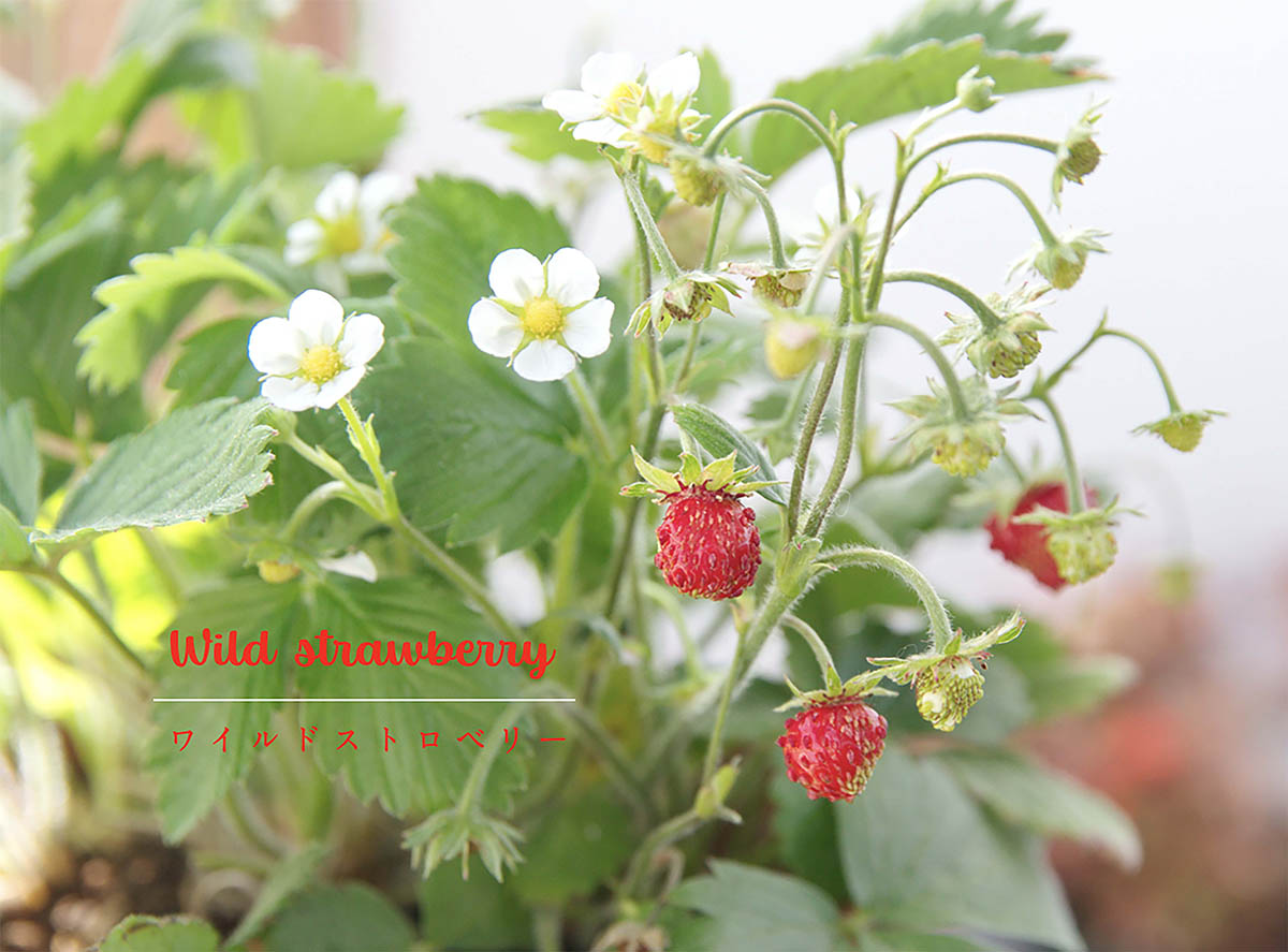 【幸せを呼ぶハーブ】ワイルドストロベリーの育て方｜花も実も葉もかわいい！ 失敗しないクラウンの植え方や簡単活用術
