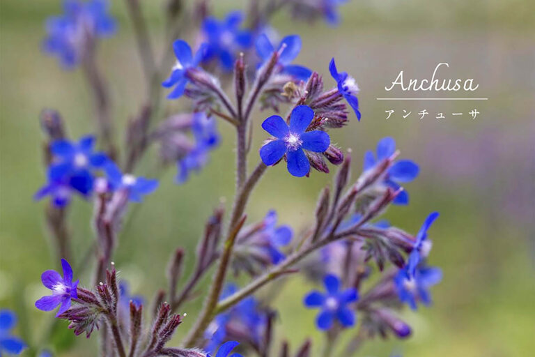 【夏枯れ対策】ワスレナグサに似た青い花「アンチューサ」を日本の気候で上手に育てる方法