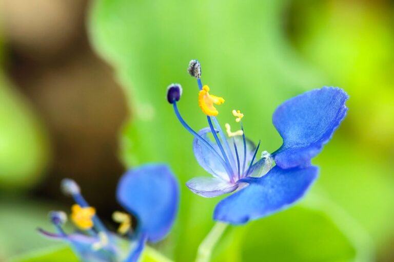 午前中だけ見られる青い花！ 身近なこの野草の名前は？【Let’s Try! 植物クイズ】