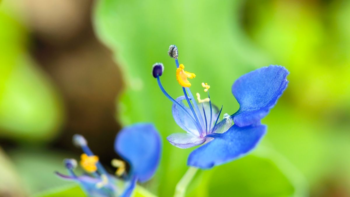 午前中だけ見られる青い花！ 身近なこの野草の名前は？【Let’s Try! 植物クイズ】