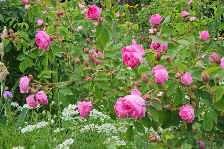バラを守るのは人ではなく庭？ 害虫を敵にしない「命のつながり」の庭づくり