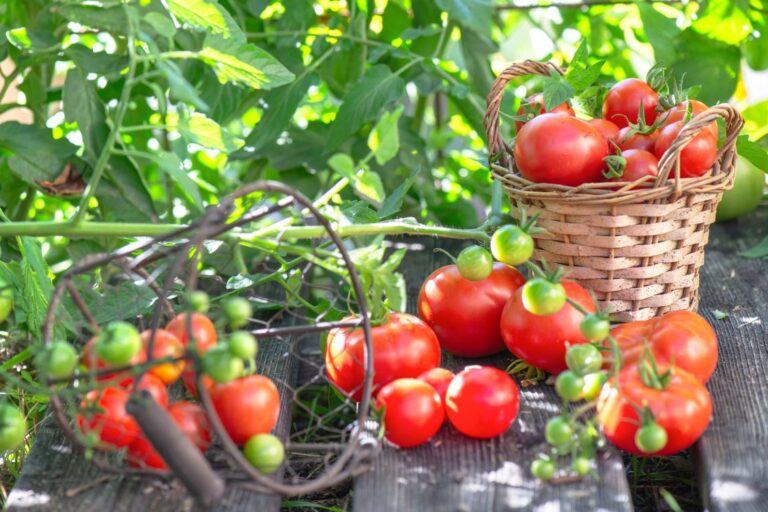 夏越しできる強い株に育てるなら今！ 梅雨明け前から始める花・野菜・観葉植物の暑さ対策