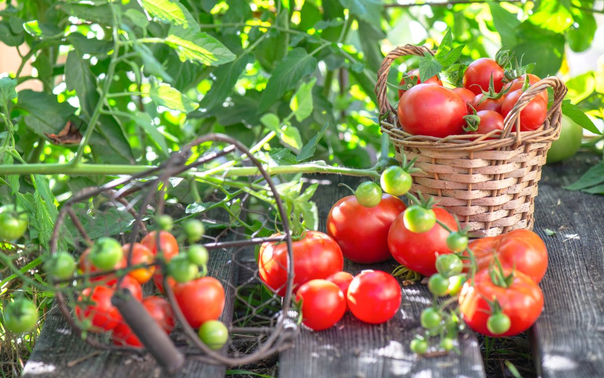 夏越しできる強い株に育てるなら今！ 梅雨明け前から始める花・野菜・観葉植物の暑さ対策