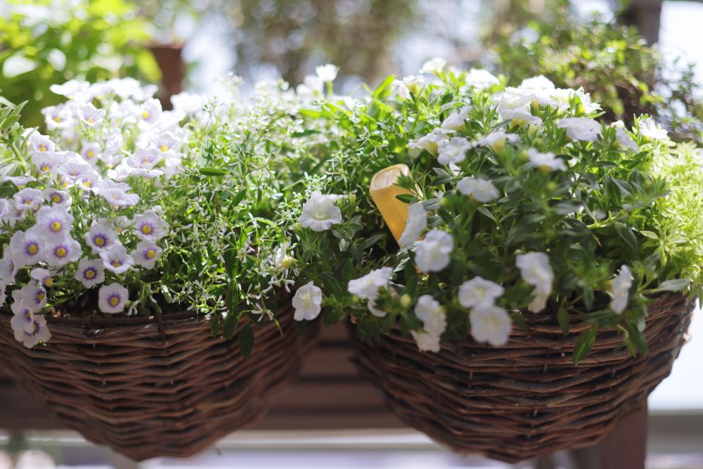 寄せ植え