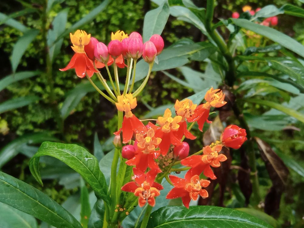 英名は「蝶の雑草」？ 真夏の庭をカラフルに彩るアスクレピアスの育て