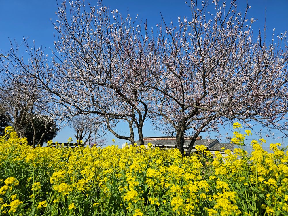 菜の花と杏の木