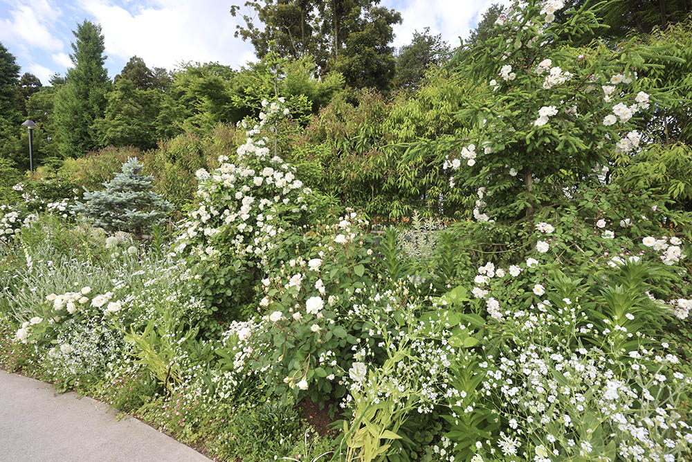 つるバラの開花
