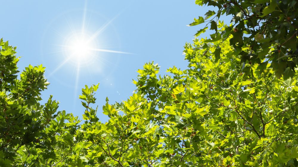 夏