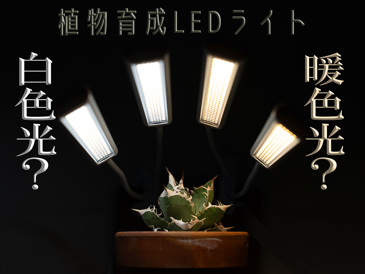 白色ライトだけが正解？ 育成ライトのプロに聞く、植物も暮らしも心地よい“暖色光”という選択肢