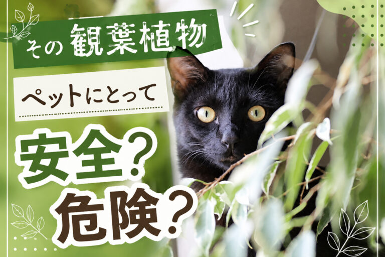 【保存版・獣医師監修】愛犬・愛猫と暮らすための観葉植物ガイド｜ASPCAで見る安全性とリスク