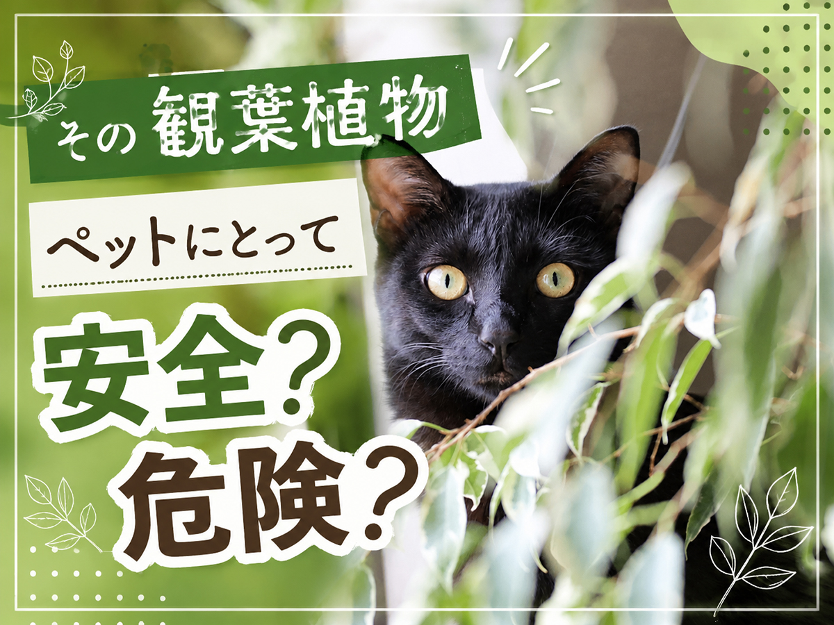 【保存版・獣医師監修】愛犬・愛猫と暮らすための観葉植物ガイド｜ASPCAで見る安全性とリスク