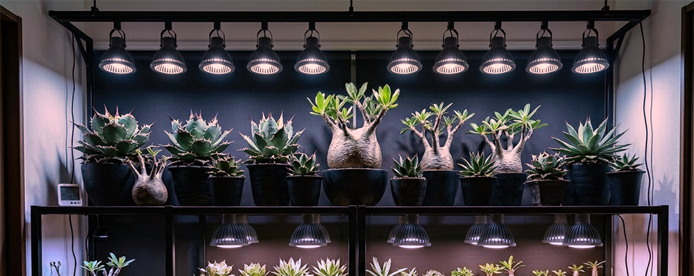 THE植物棚