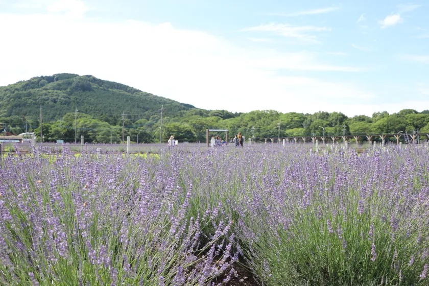 千年の苑ラベンダー園「らんざんラベンダーまつり」