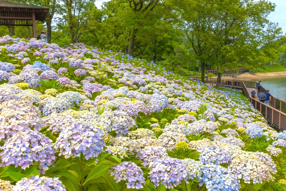 国営讃岐まんのう公園「あじさいまつり」