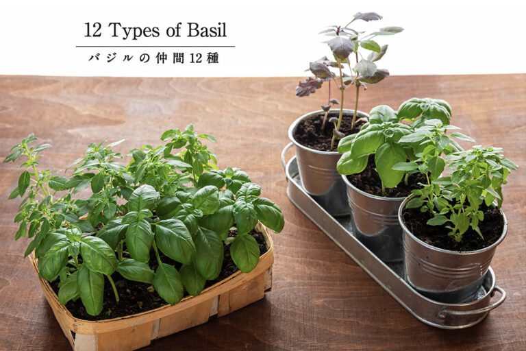 じつはスイートバジルとは別物? 混同しやすい「バジルの種類」とプロが教える見分け方