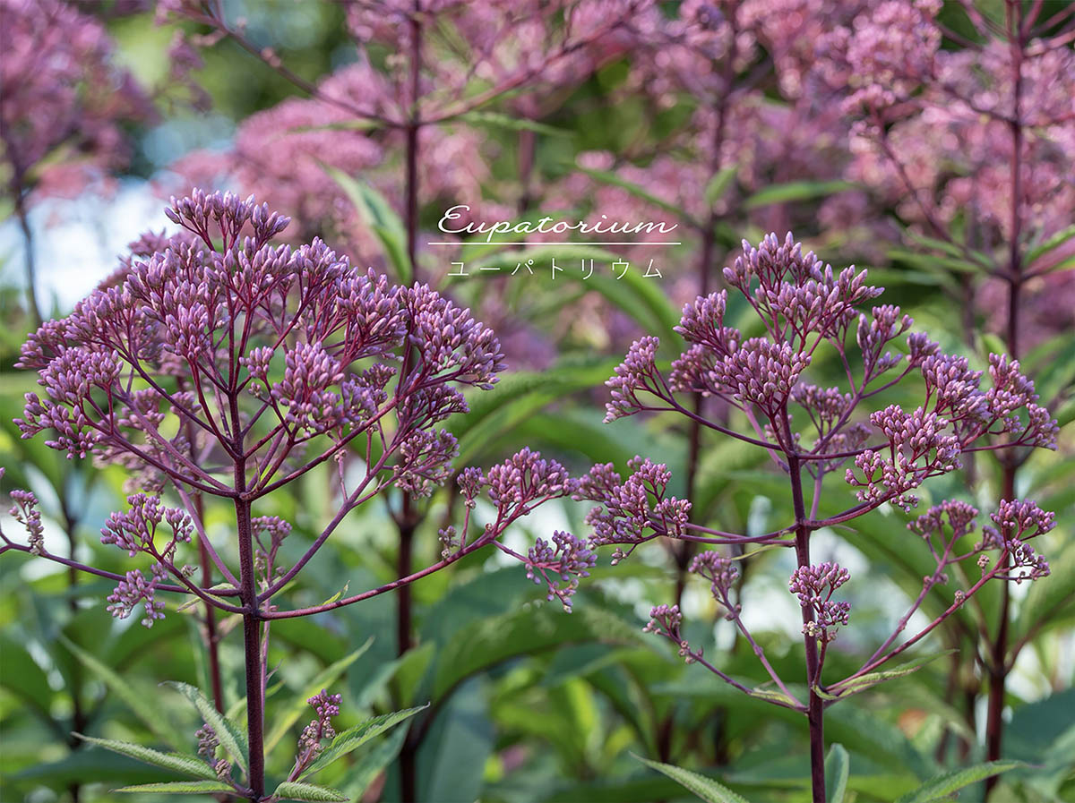お庭の「アイキャッチ」に最適！ 大型種から小型種まで、ユーパトリウムでつくるナチュラルガーデン