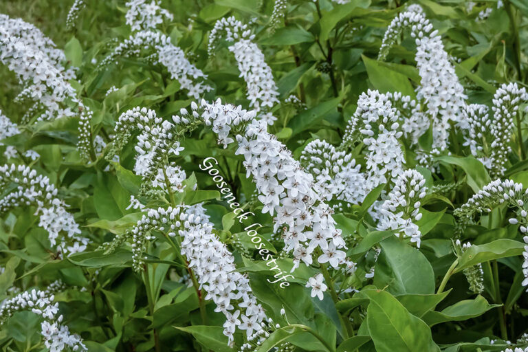 花が少なくなる7〜8月の庭に涼風を。暑さ・寒さに強い「オカトラノオ」でおしゃれな群生を作るポイント