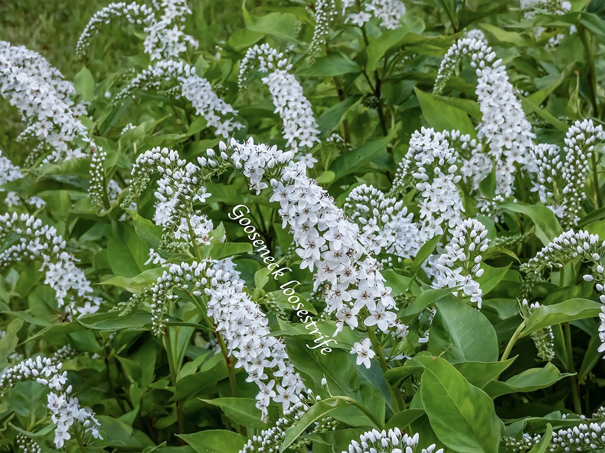 花が少なくなる7〜8月の庭に涼風を。暑さ・寒さに強い「オカトラノオ」でおしゃれな群生を作るポイント