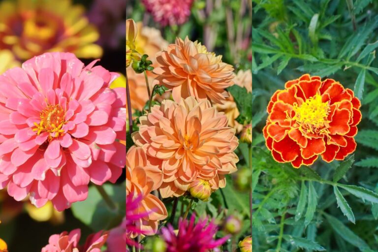 季節の花の3択クイズ！ 真夏もカラフルに咲き続けるジニア（百日草）は次のうちどれ？