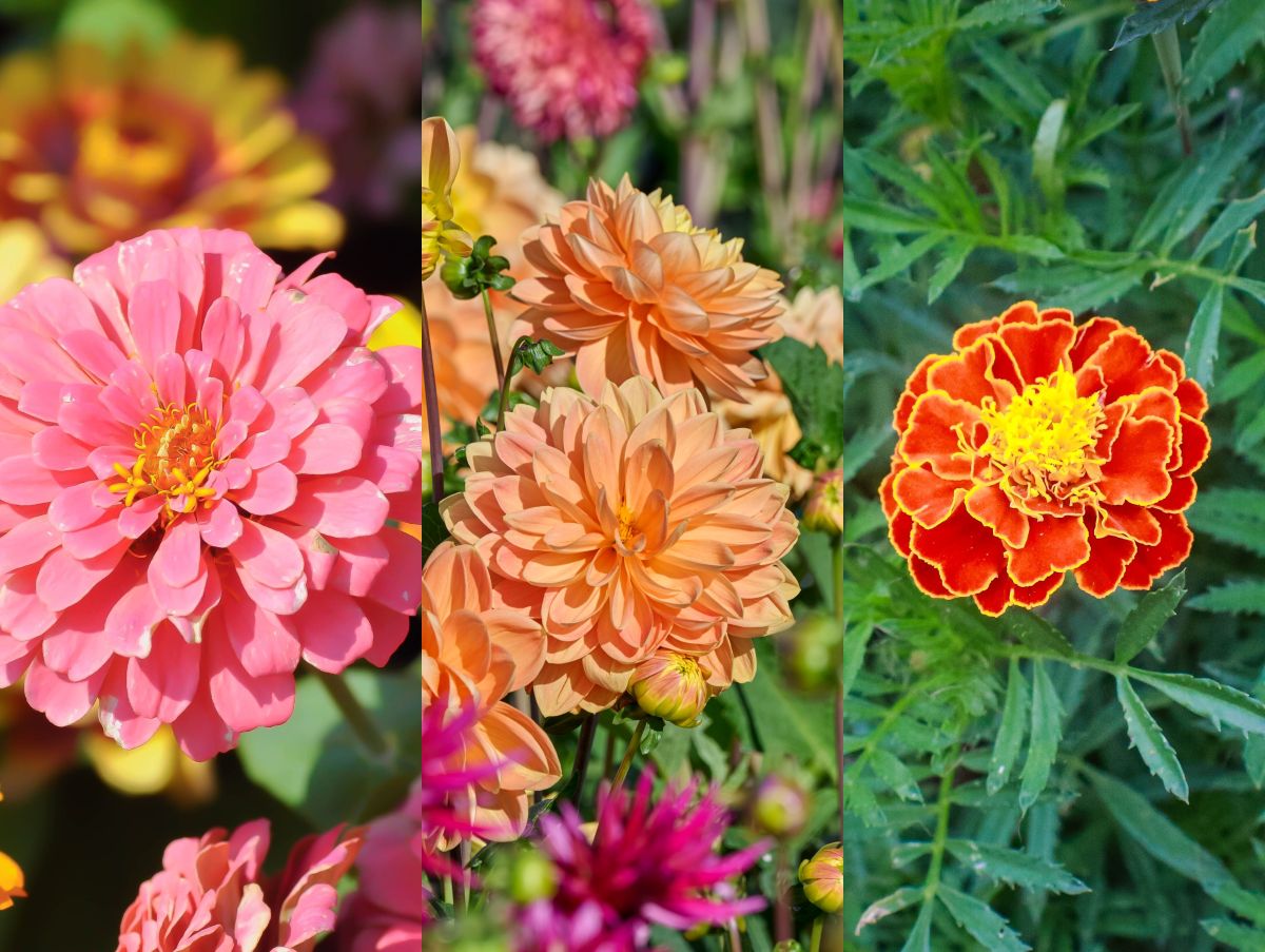 季節の花の3択クイズ！ 真夏もカラフルに咲き続けるジニア（百日草）は次のうちどれ？