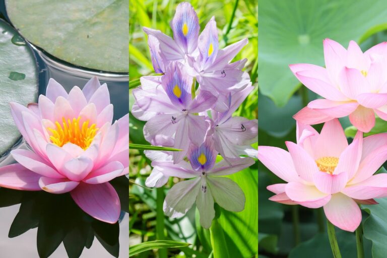 季節の花の3択クイズ 極楽浄土に咲く花⁉ ハス（蓮）は次のうちどれ？