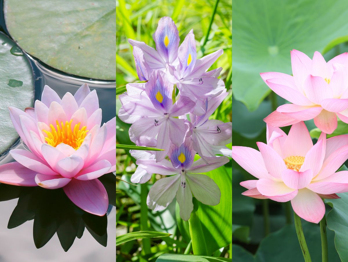 季節の花の3択クイズ 極楽浄土に咲く花⁉ ハス（蓮）は次のうちどれ？