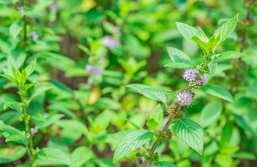 ペニーロイヤル　Mentha pulegium