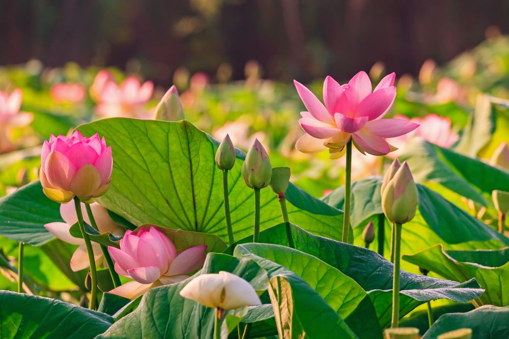 ハスの花