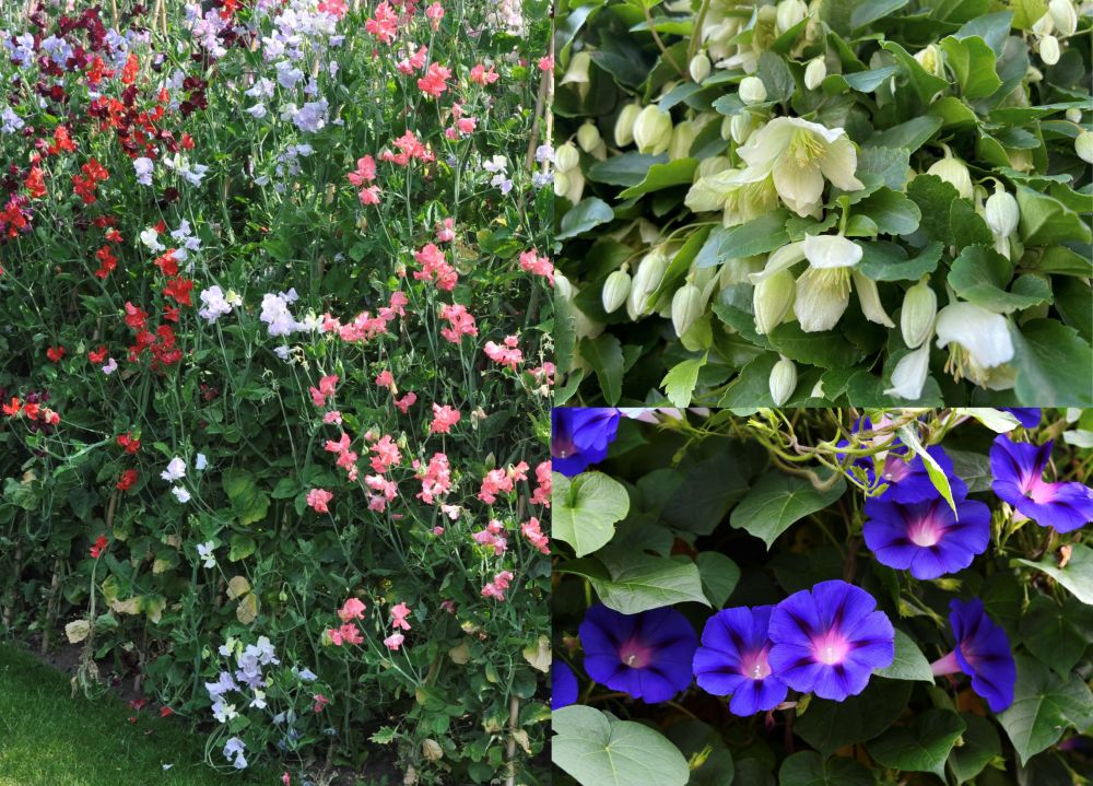 つる植物の例