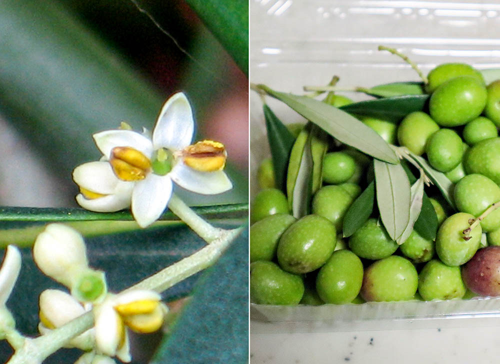 オリーブの花と実