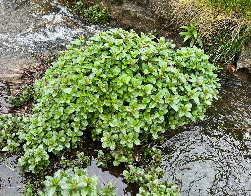 ウォーターミント　Mentha aquatica