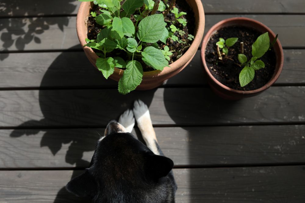 鉢植え