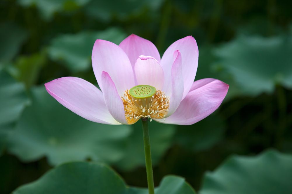 ハスの花