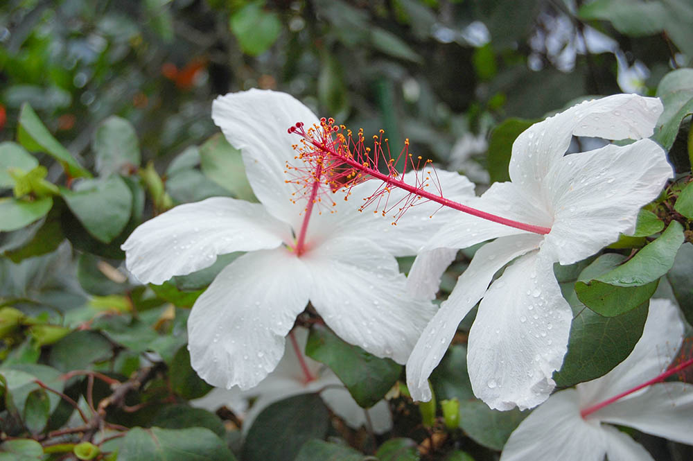 ハイビスカス・アーノッティアヌス Hibiscus arnottianus