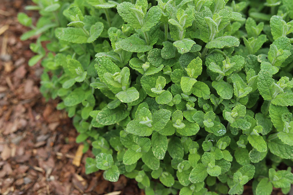 アップルミント　Mentha suaveolens