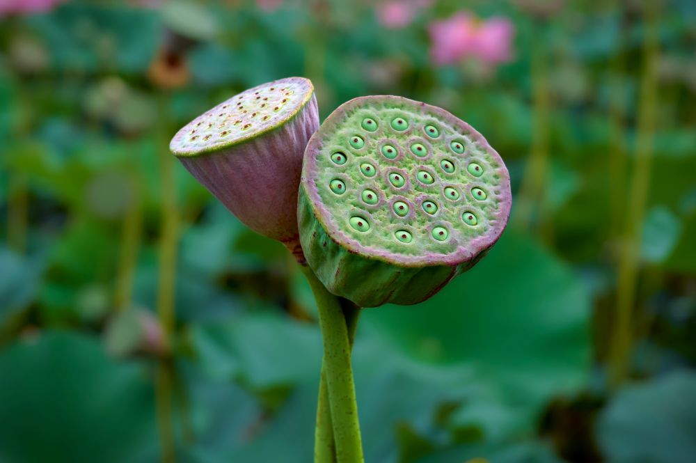 ハスの花托