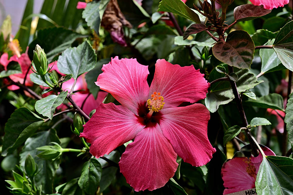 ‘ペインテッド・レディ’ Hibiscus 'Painted Lady'.