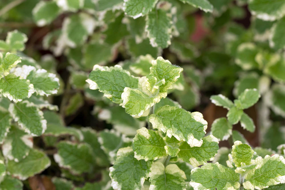 パイナップルミント　Mentha suaveolens  ‘Variegata’