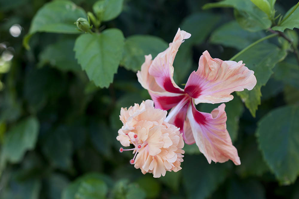 ‘フラミンゴ’ Hibiscus 'Flamingo'