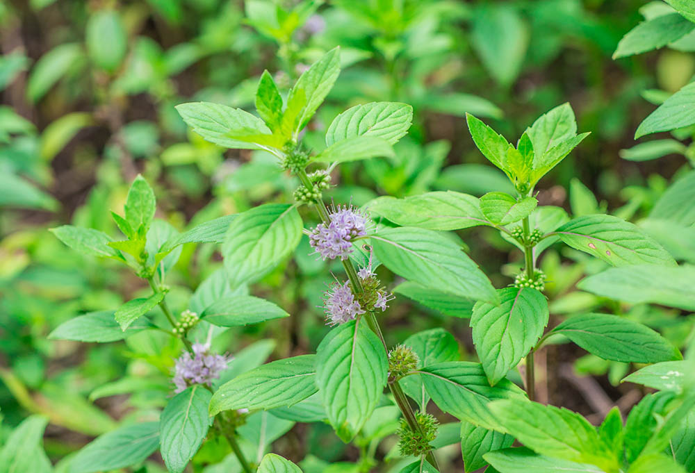 ハッカ　Mentha canadensis
