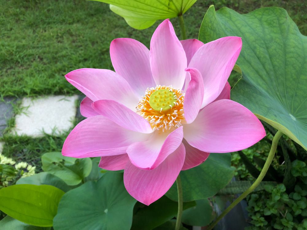 ハスの花