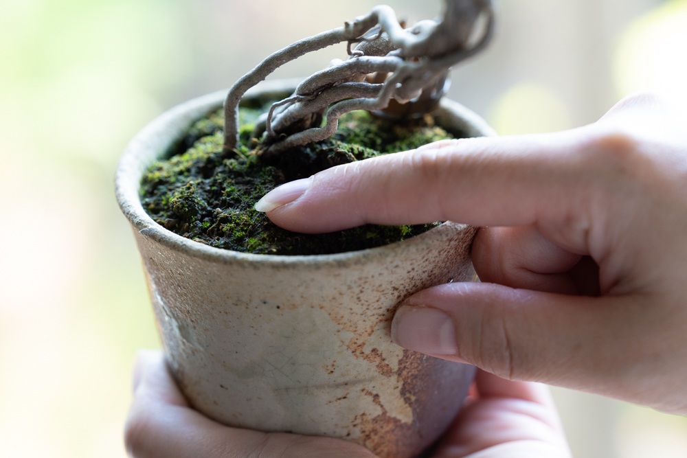 用土の湿度を確認