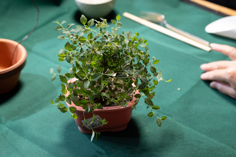植え替え前