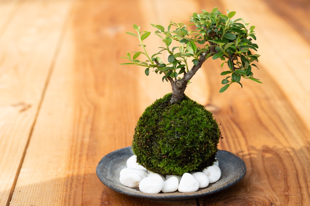 苔玉紅しだん