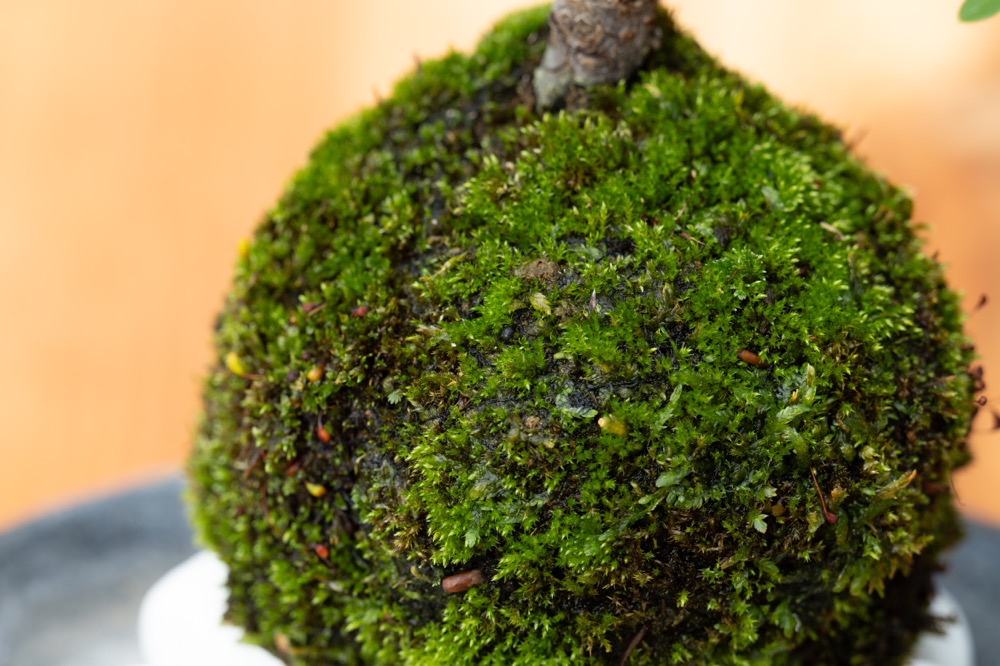 苔玉紅しだん
