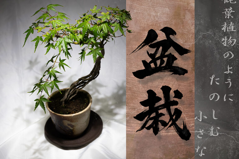 観葉植物好きなら、ミニ盆栽もきっと好きになる|初心者向けの始め方・育て方